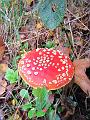 Herfstwandeling op 20-10-2013 (15)